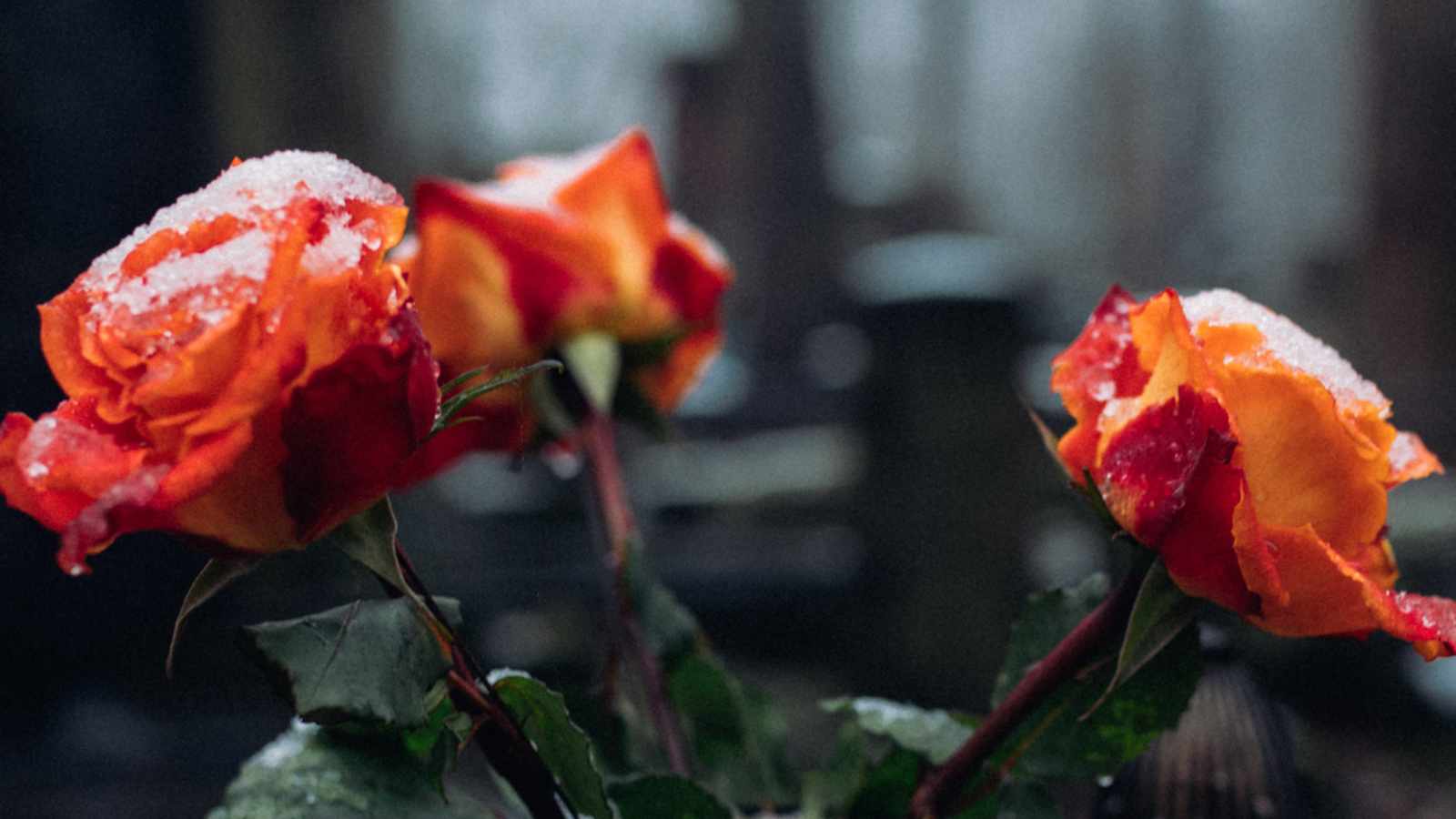 tablice nagrobkowe z plexi