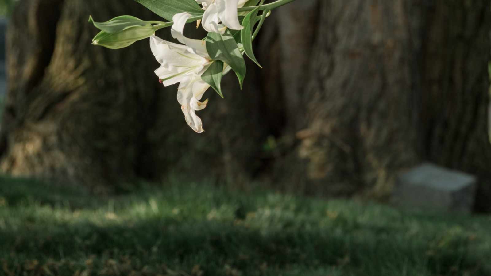 tablice nagrobkowe z plexi